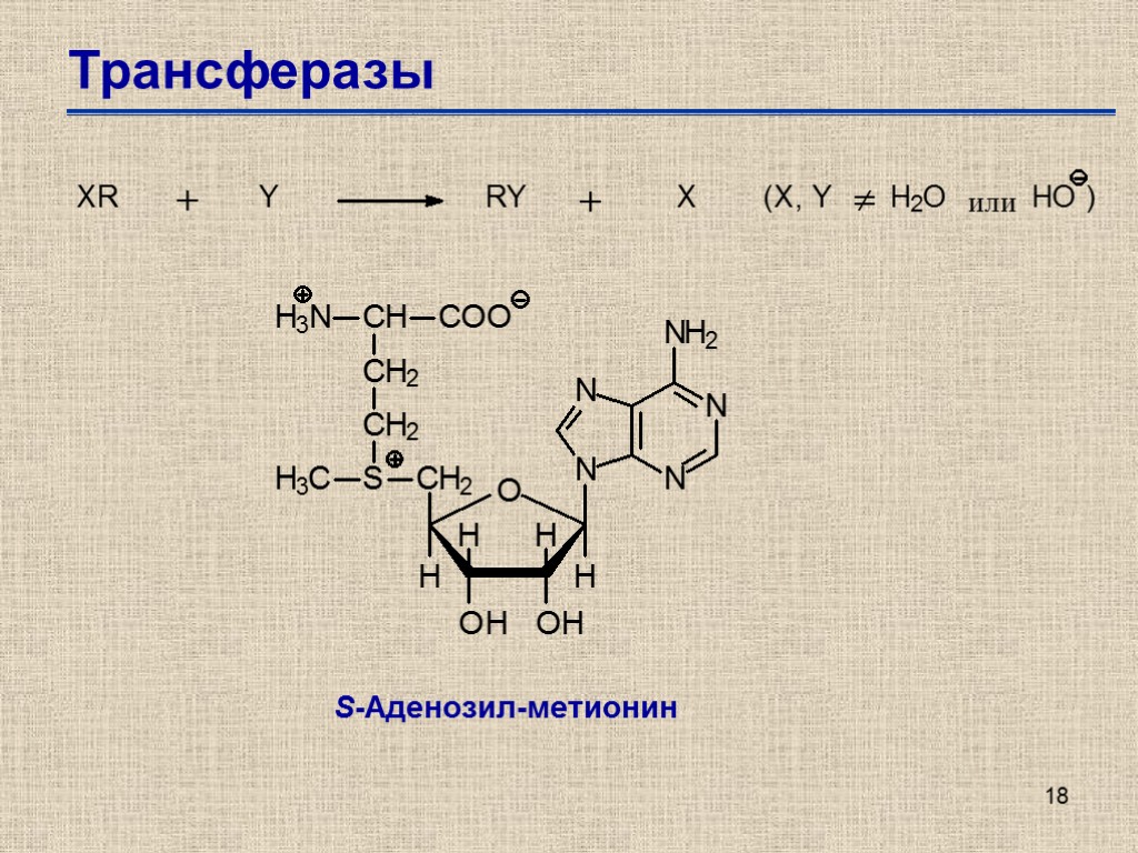 18 Трансферазы S-Аденозил-метионин